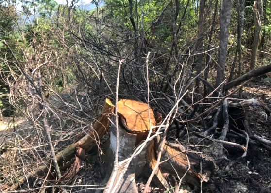 Thông tin từ đường dây nóng